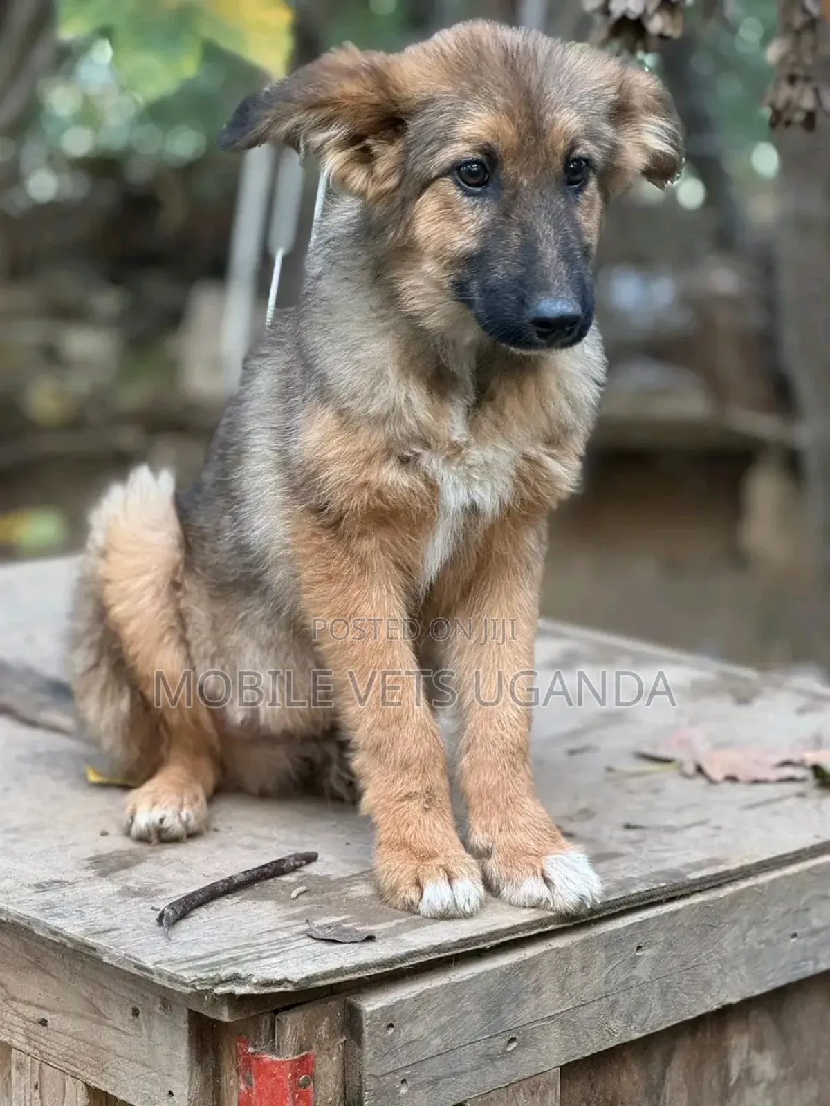 1-3 months Male Purebred German Shepherd