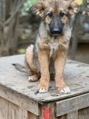 1-3 months Male Purebred German Shepherd