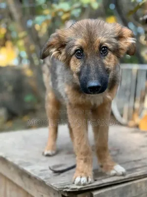 0-1 month Male Purebred German Shepherd