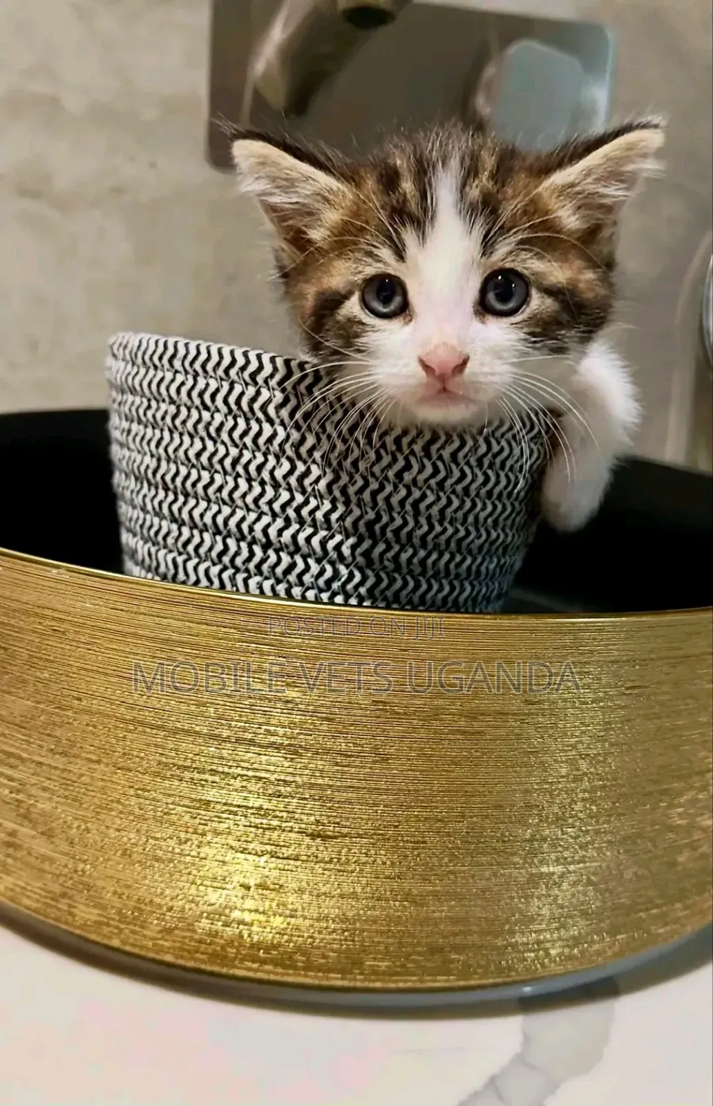 0-1 month Male Purebred Bombay