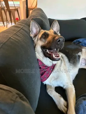 6-12 months Male Purebred German Shepherd