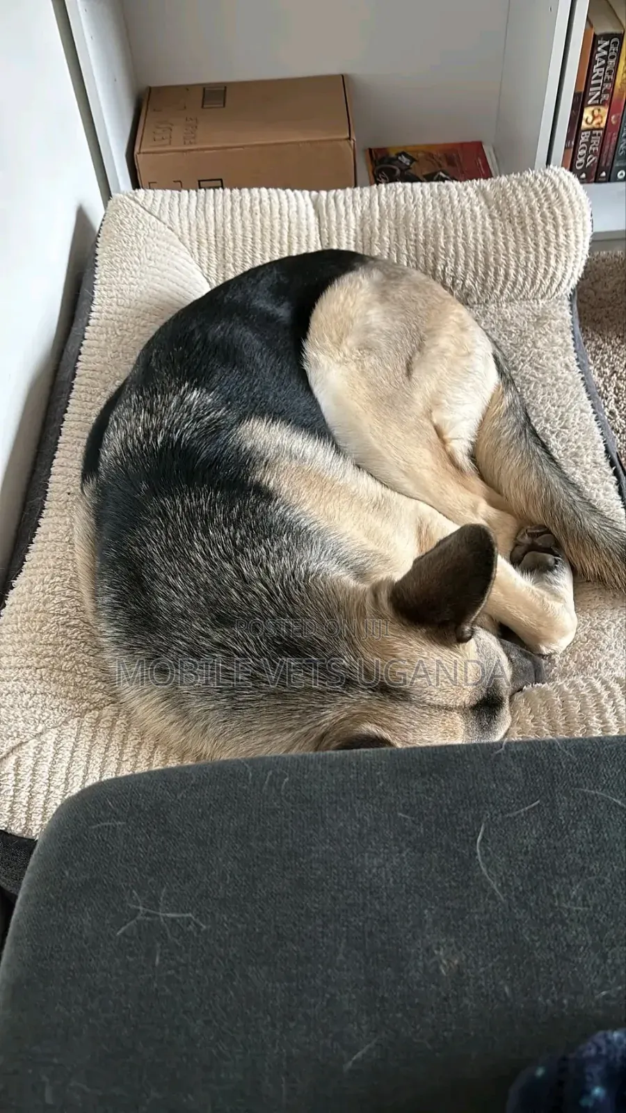 1+ year Female Purebred German Shepherd