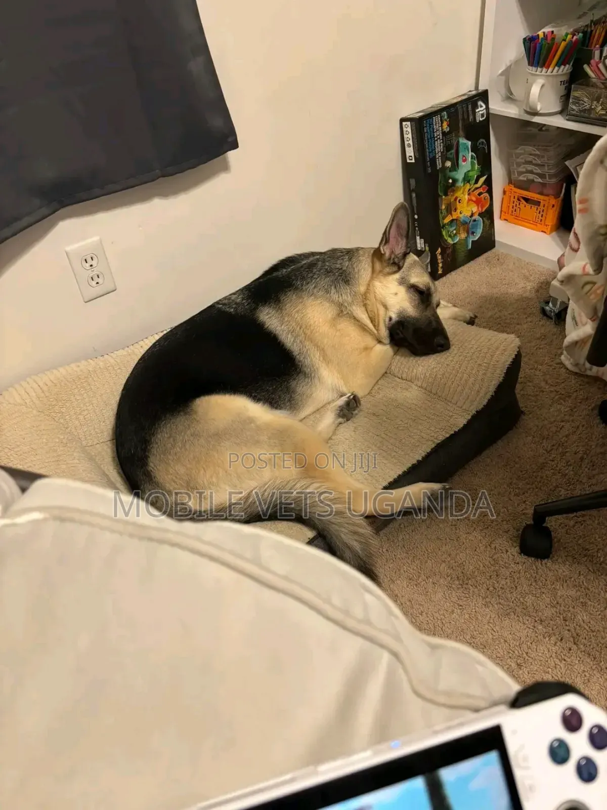 3-6 months Female Purebred German Shepherd