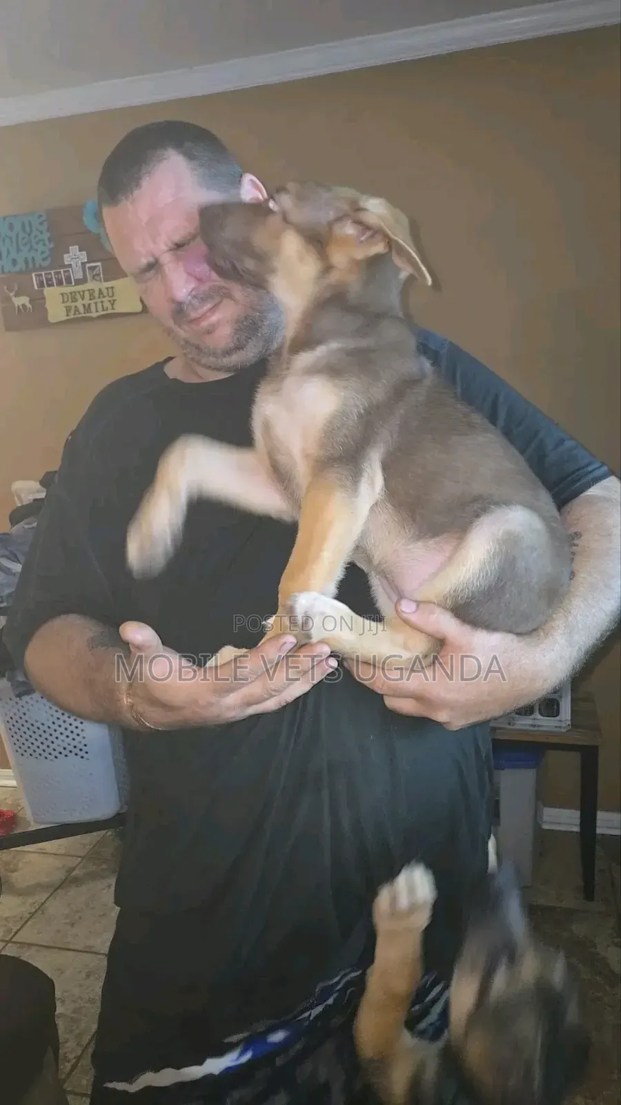 1-3 months Male Purebred German Shepherd