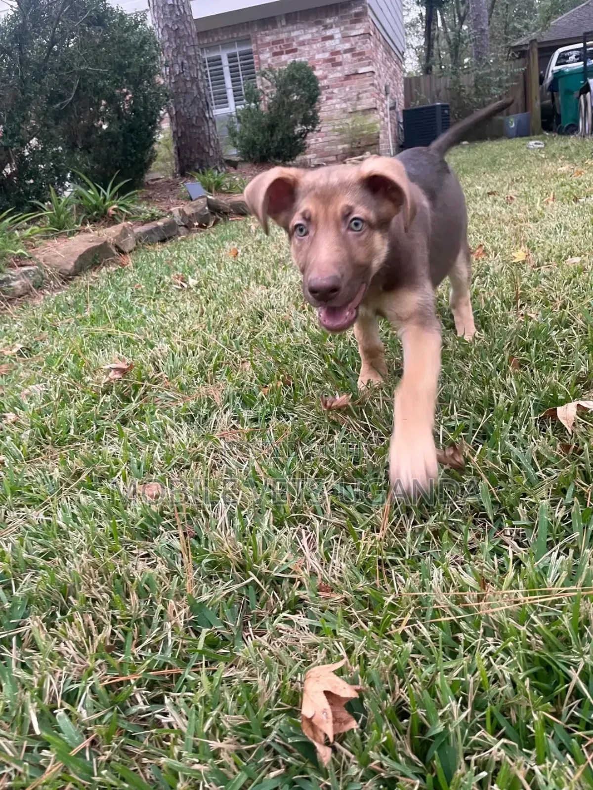 3-6 months Female Purebred German Shepherd