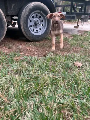 1-3 months Female Purebred German Shepherd
