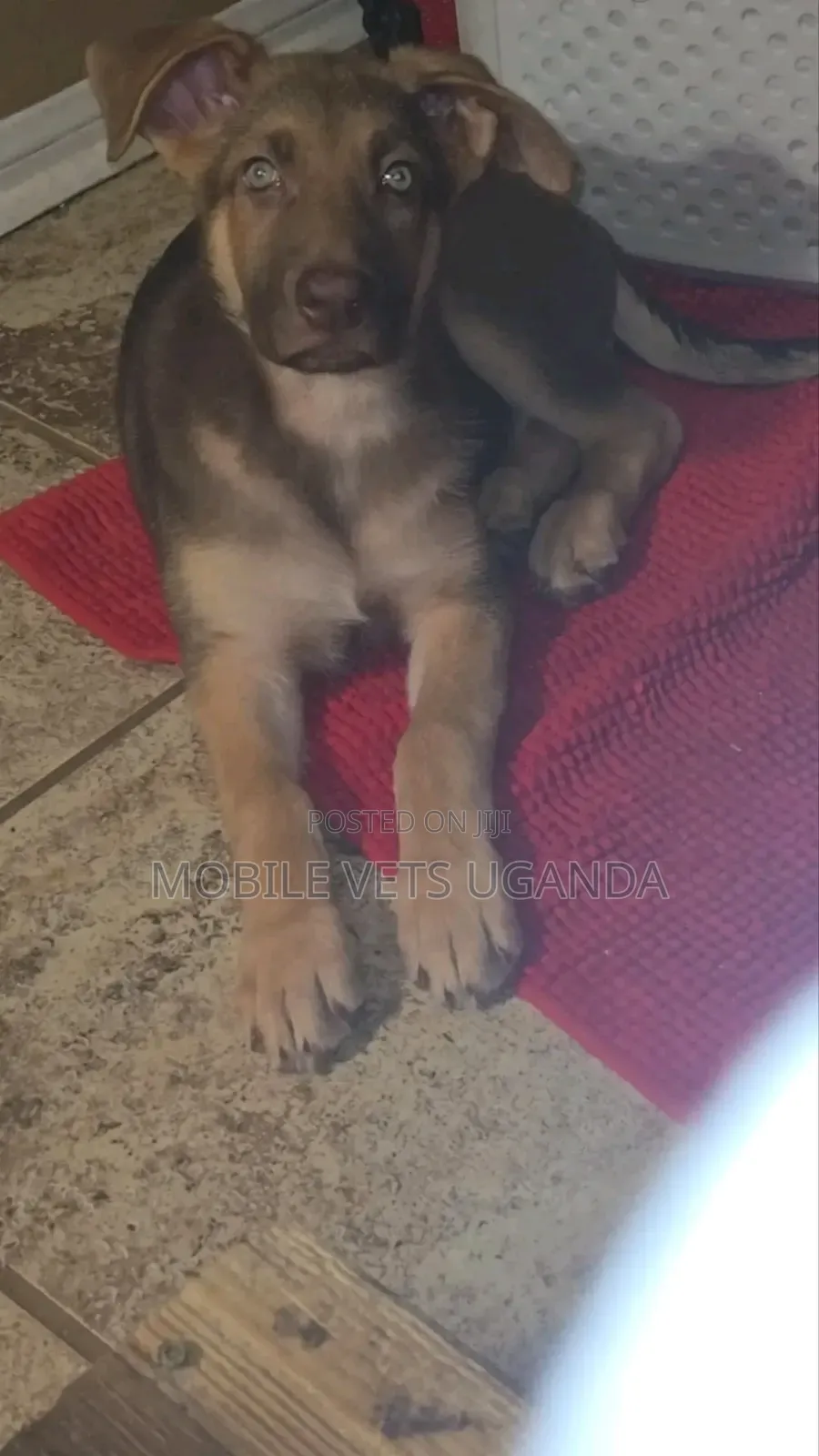 3-6 months Male Purebred German Shepherd