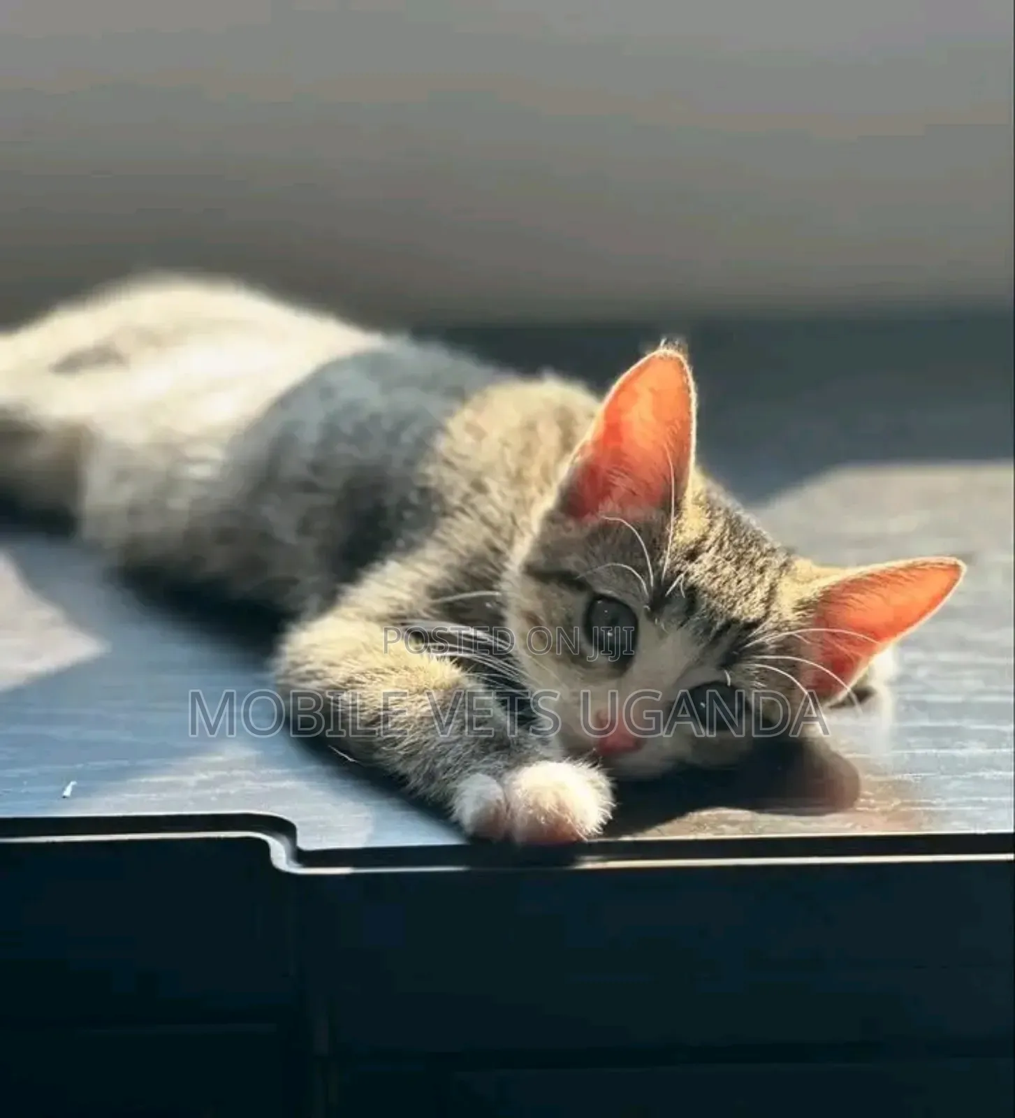 0-1 month Female Purebred American Bobtail