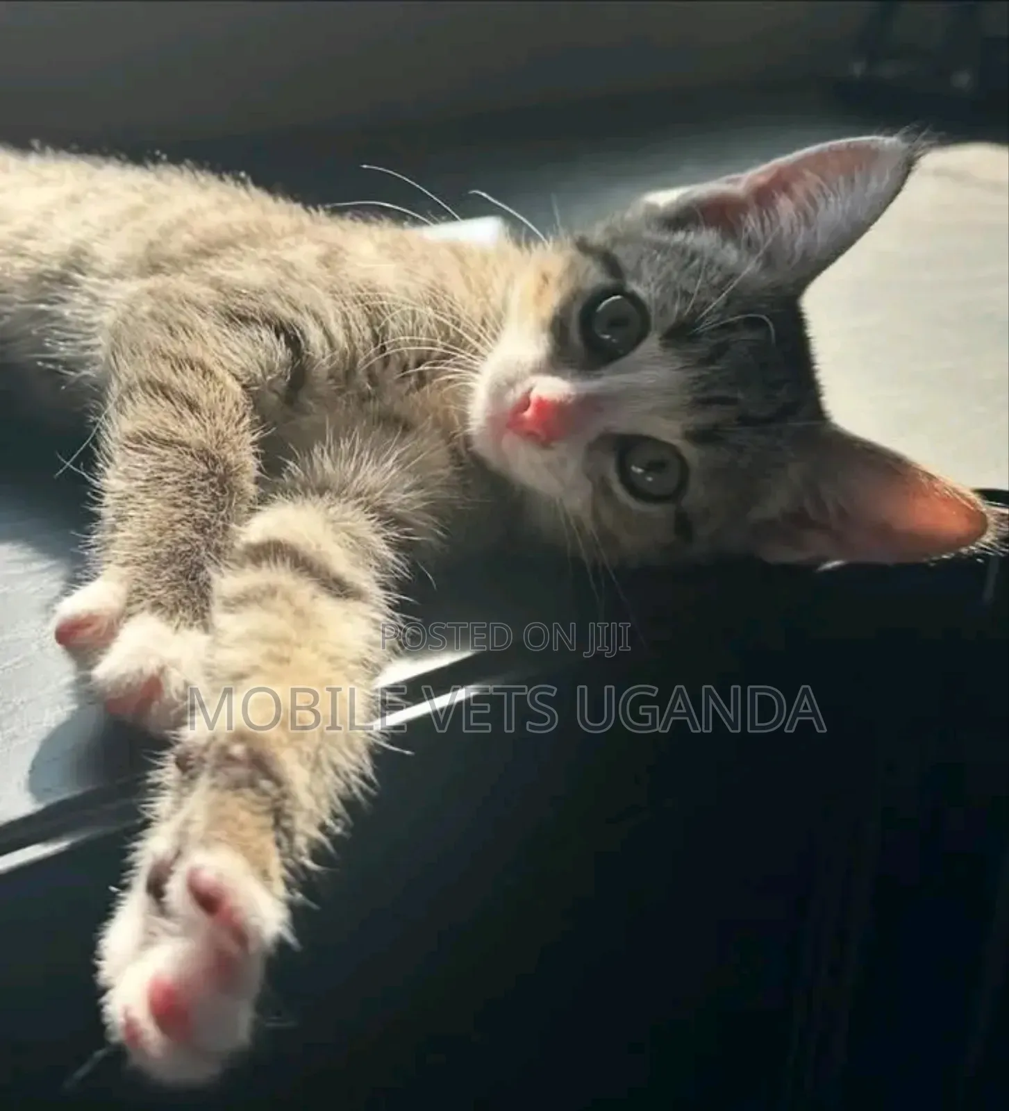 1-3 months Female Purebred Exotic