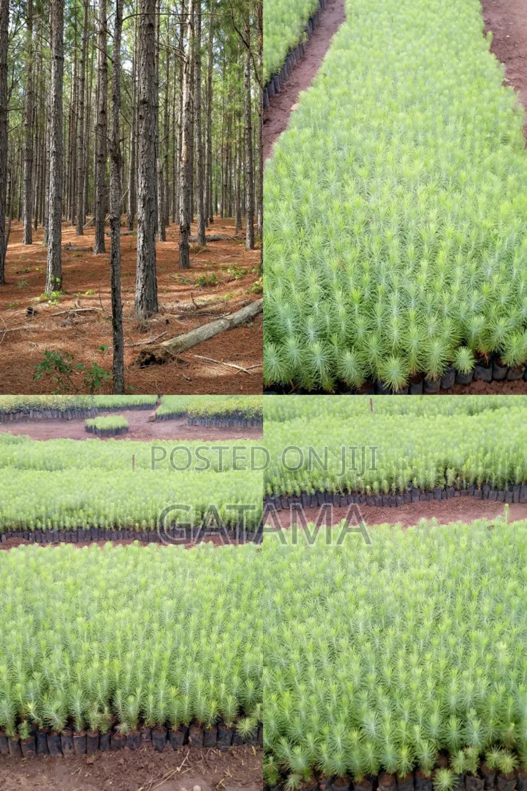 Pine (Pinus Caribea) Seedlings