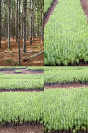 Pine (Pinus Caribea) Seedlings