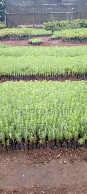 Pine (Pinus Caribea) Seedlings