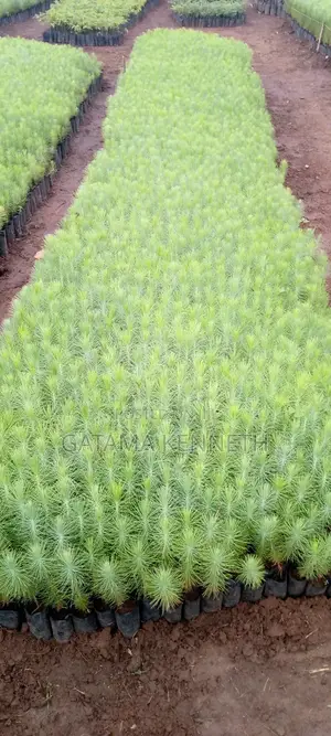Pine (Pinus Caribea) Seedlings