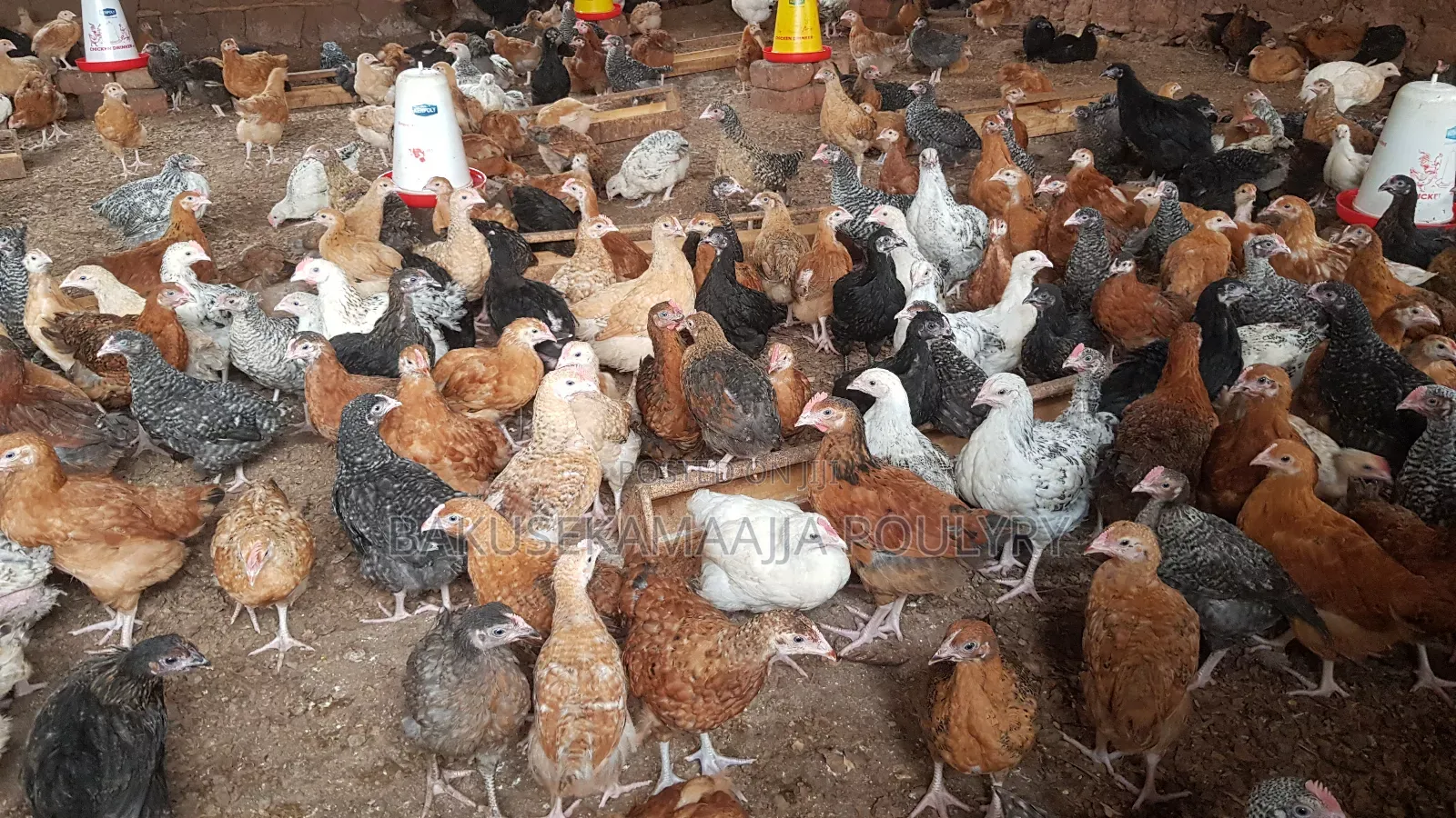1 Month Kuroiler and Saso Chicks.