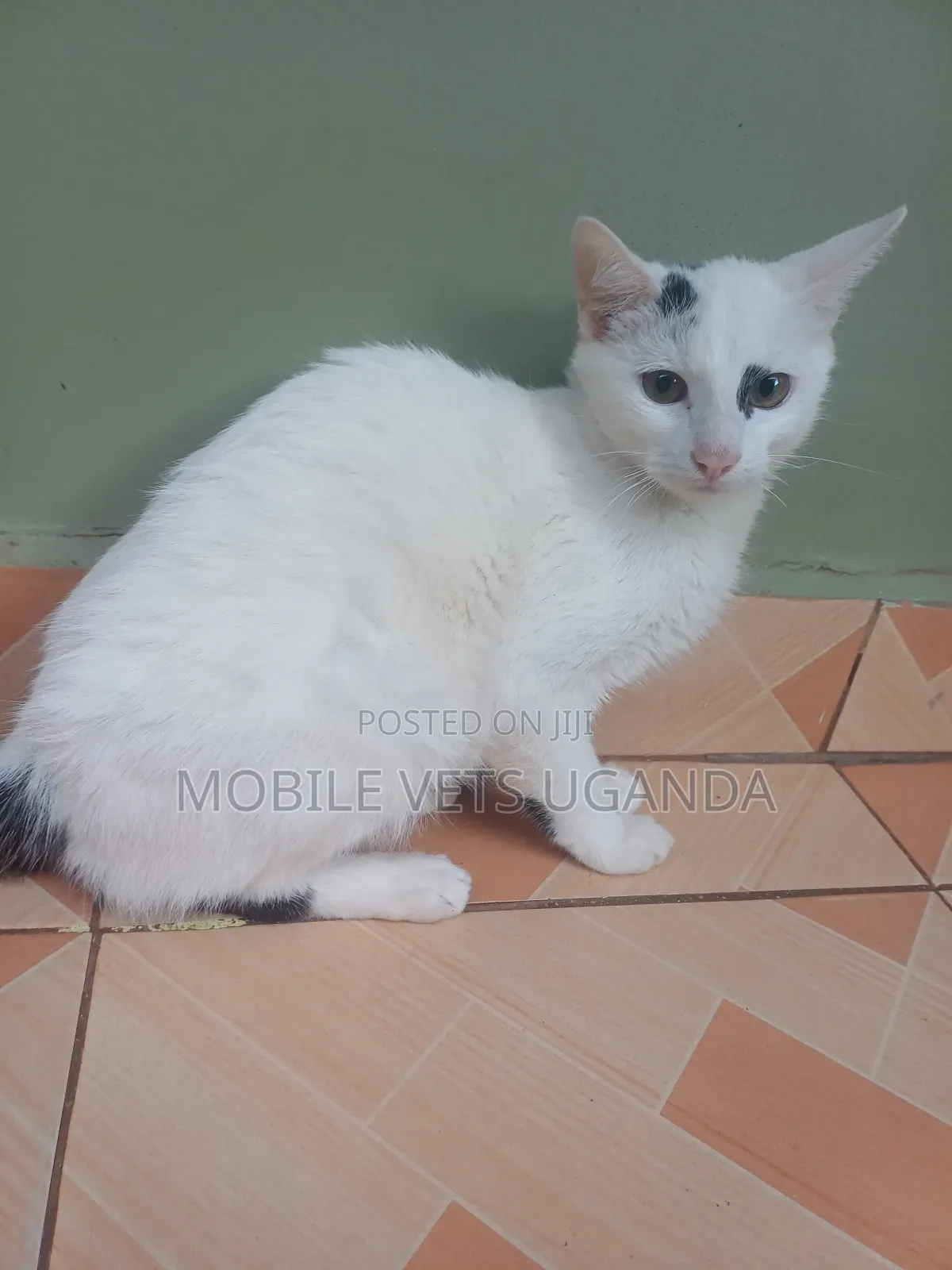 1-3 months Male Purebred Egyptian Mau