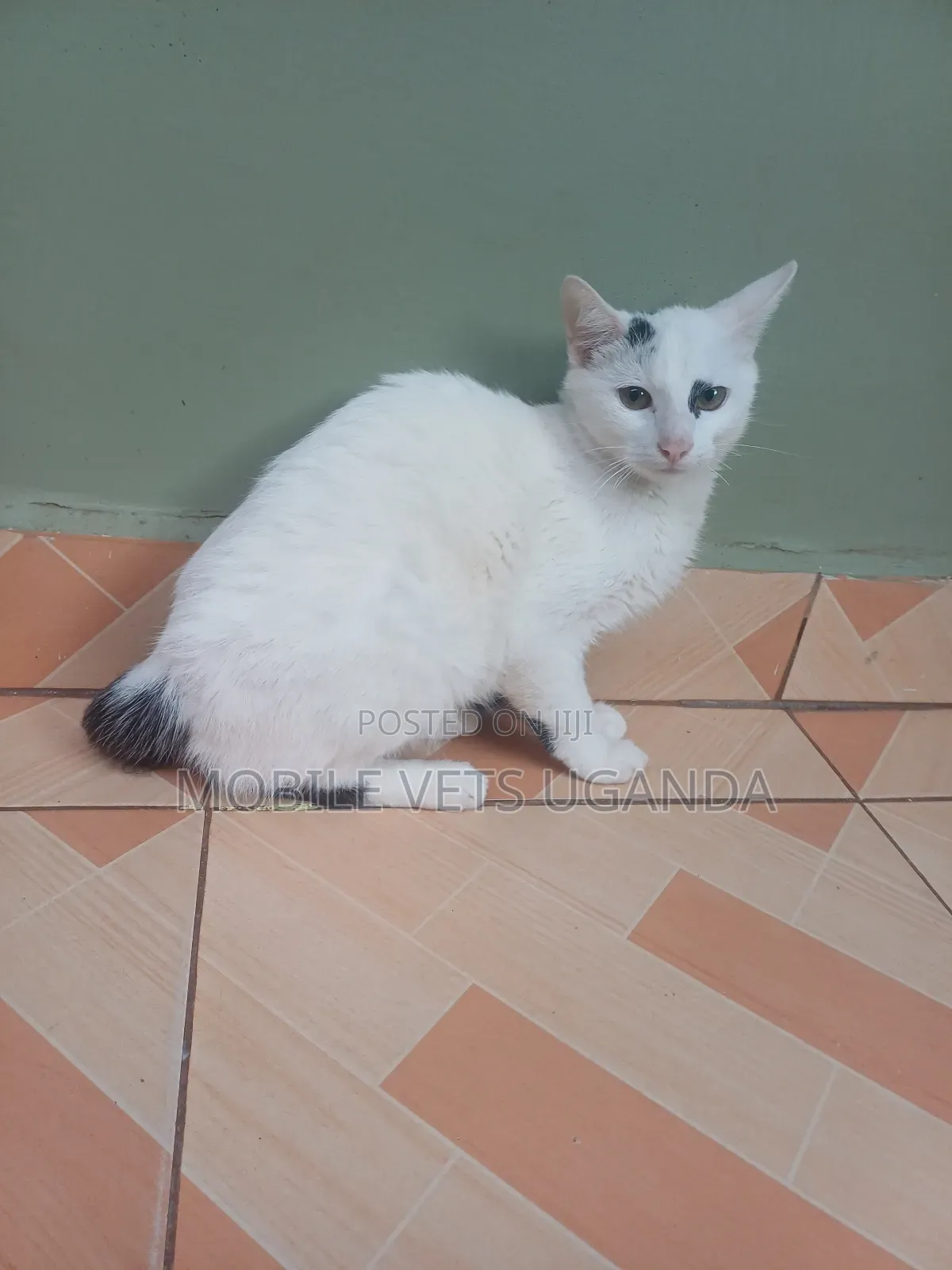 6-12 months Male Purebred Nebelung