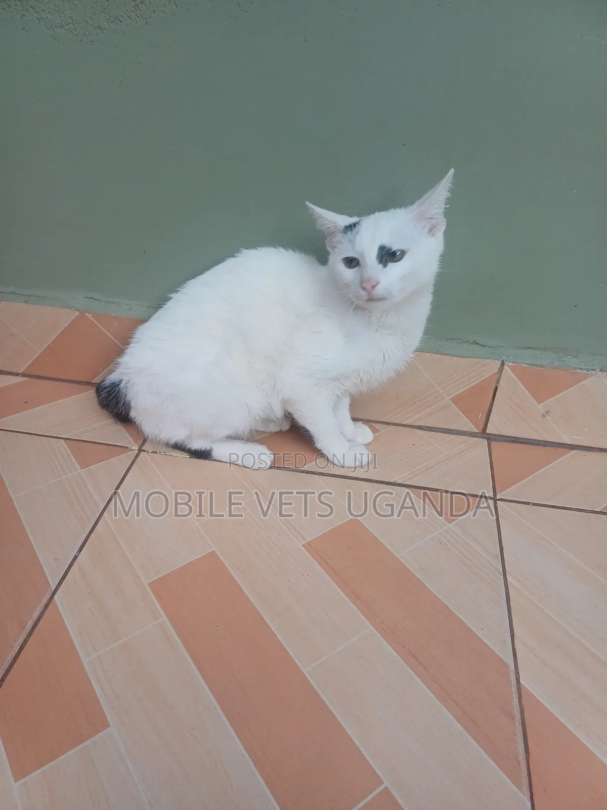 6-12 months Female Purebred Maine Coon