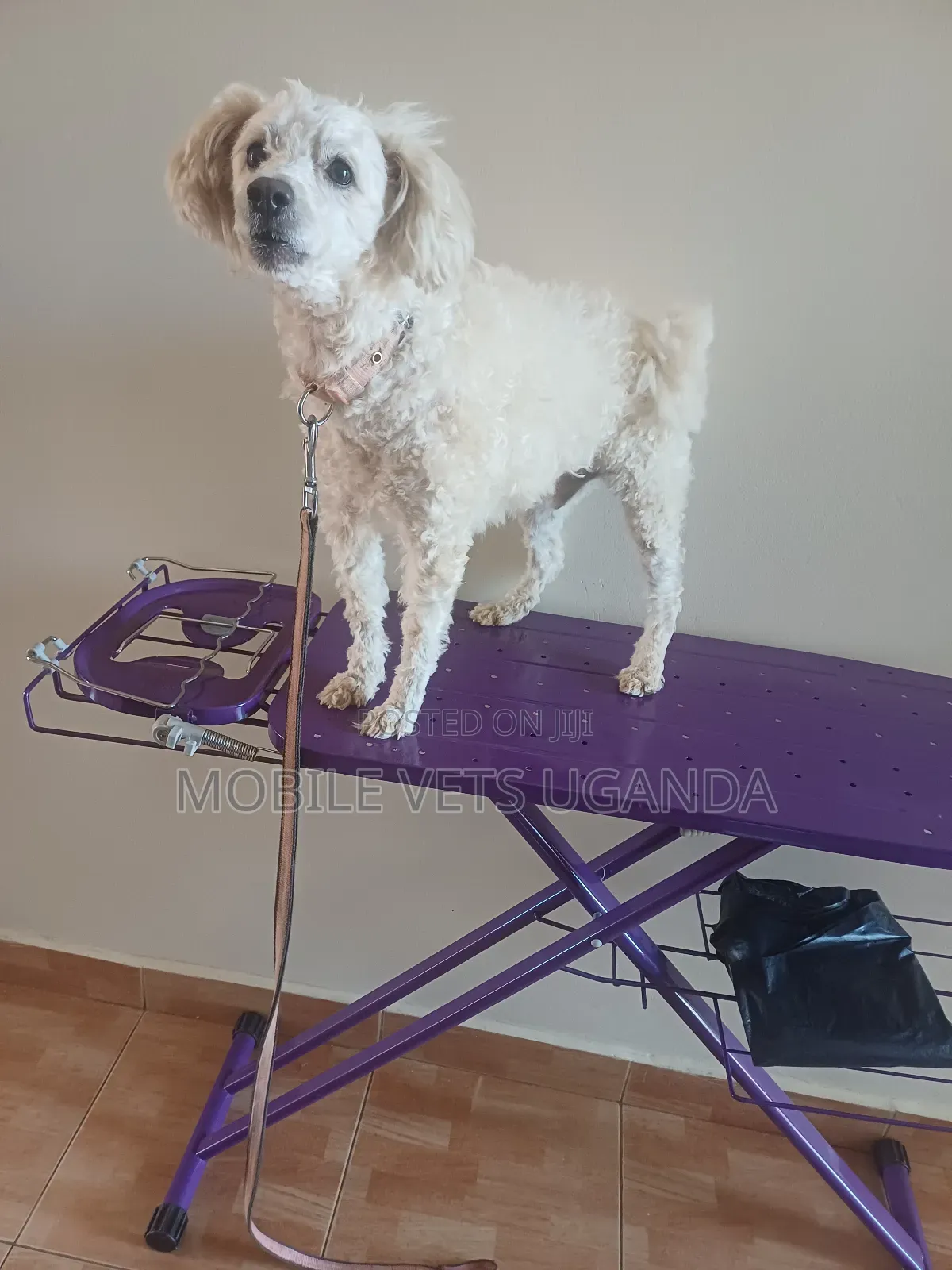 3-6 months Male Purebred Maltese