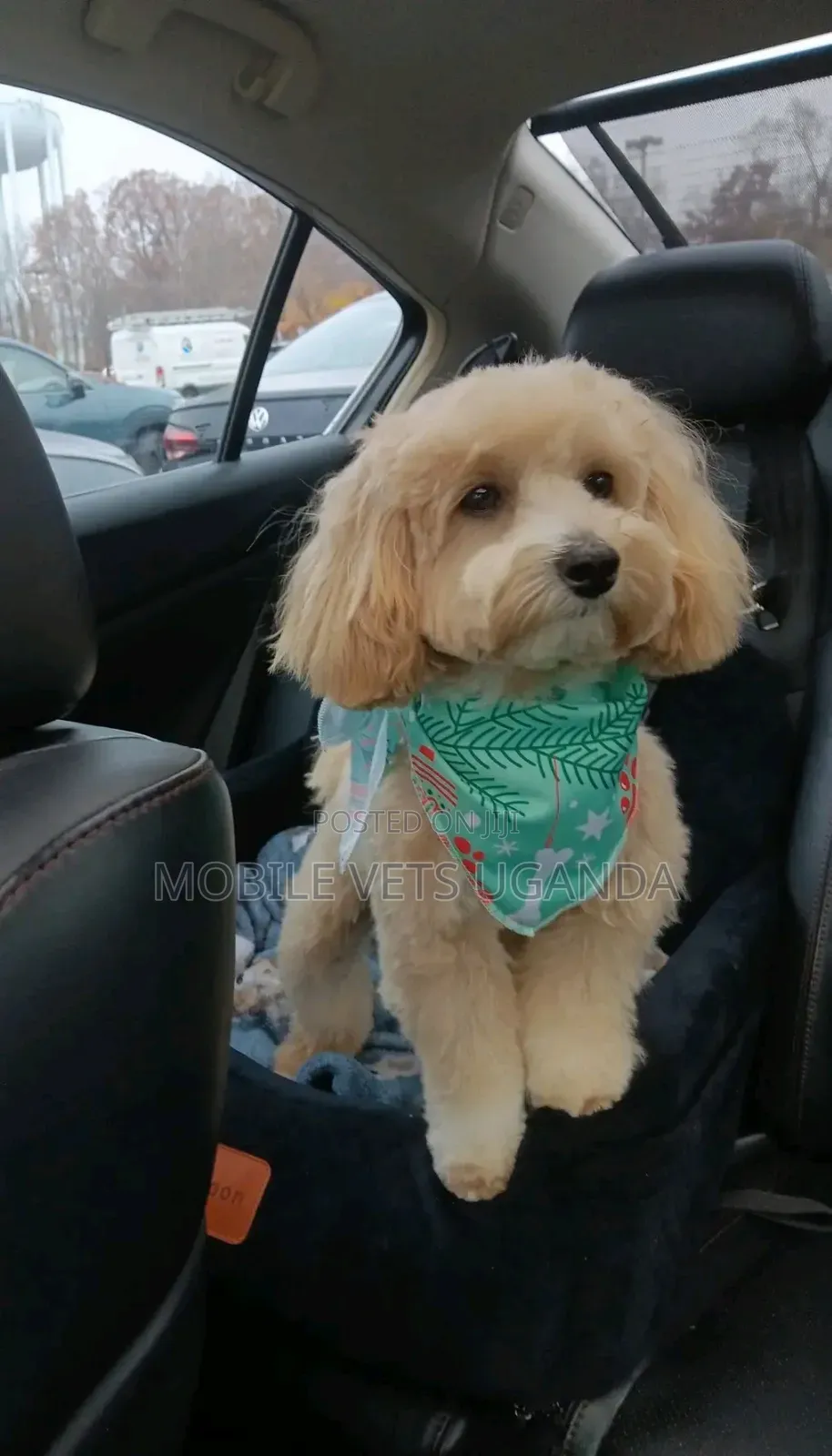 1-3 months Male Purebred Maltese