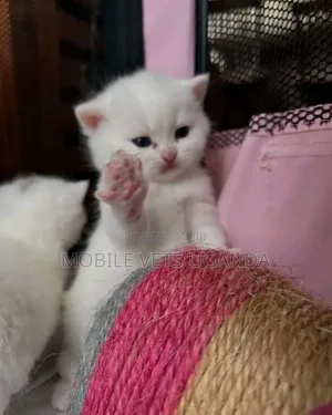 0-1 month Male Purebred Persian