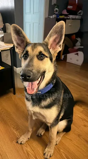 6-12 months Male Purebred German Shepherd
