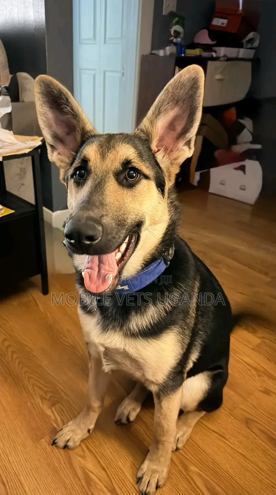 6-12 months Male Purebred German Shepherd