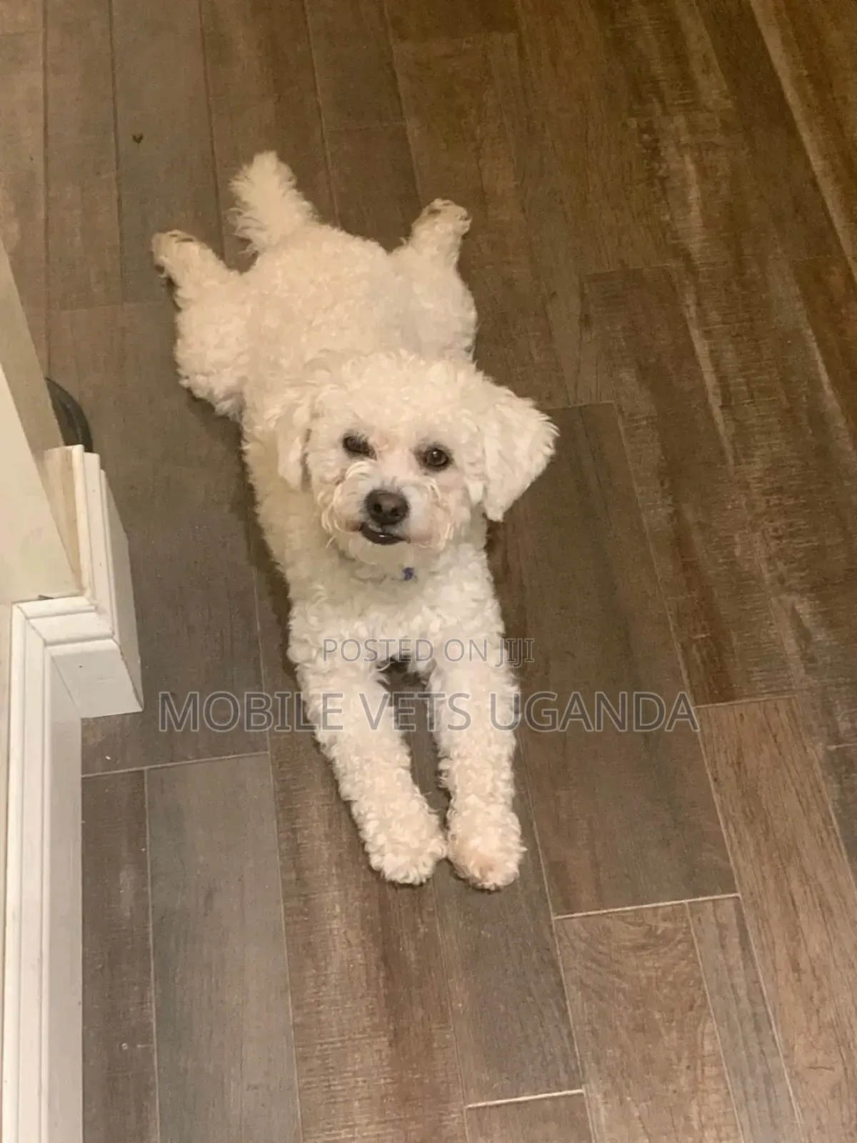 3-6 months Female Purebred Maltese
