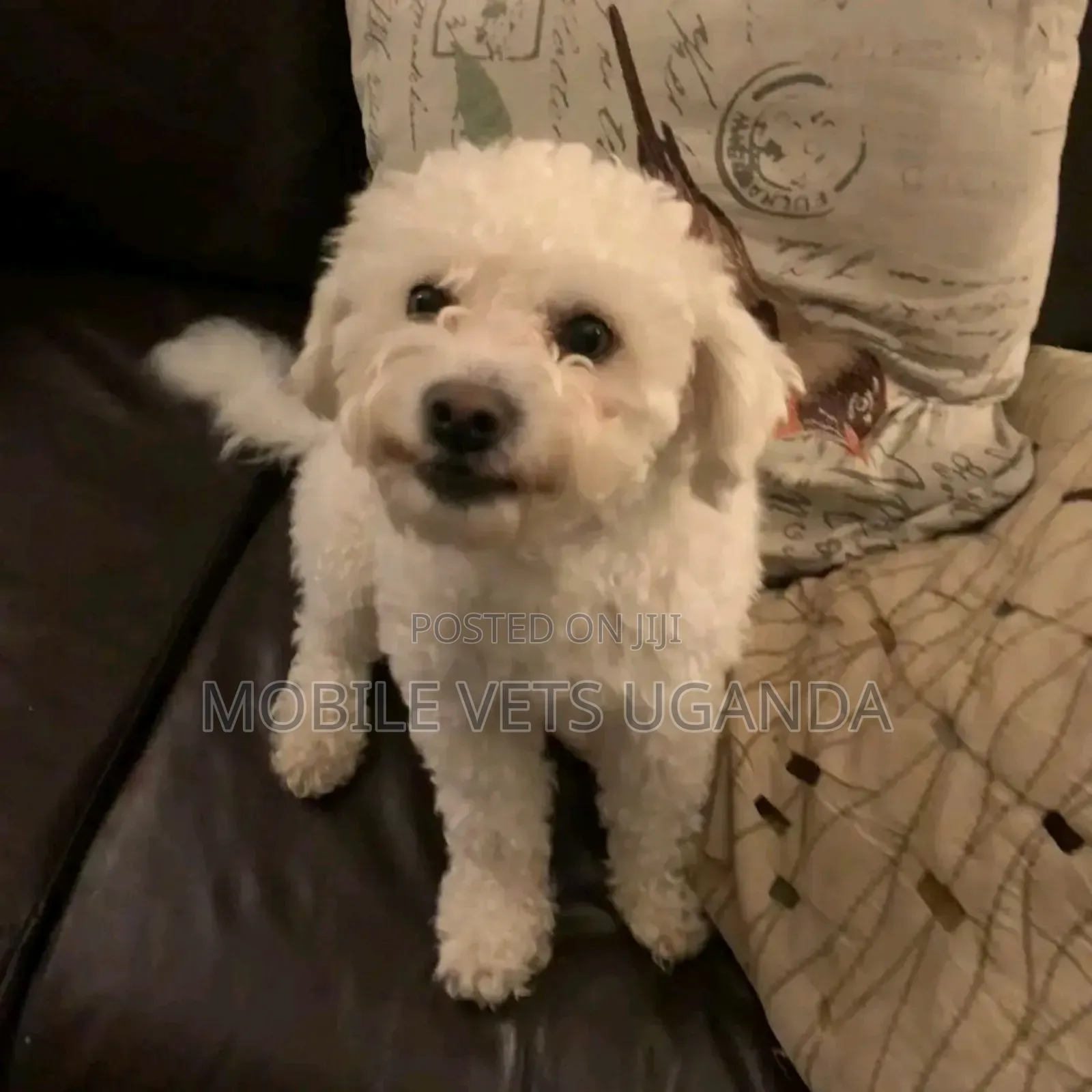 3-6 months Female Purebred Maltese