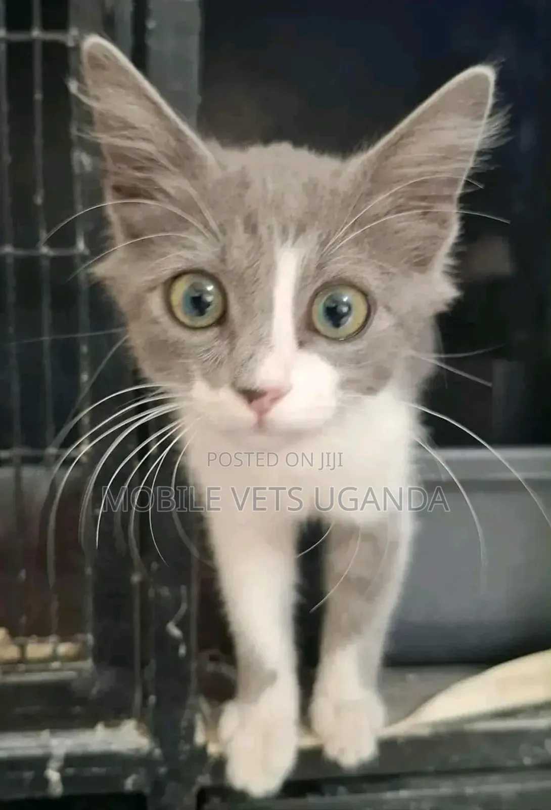 3-6 months Male Purebred American Bobtail