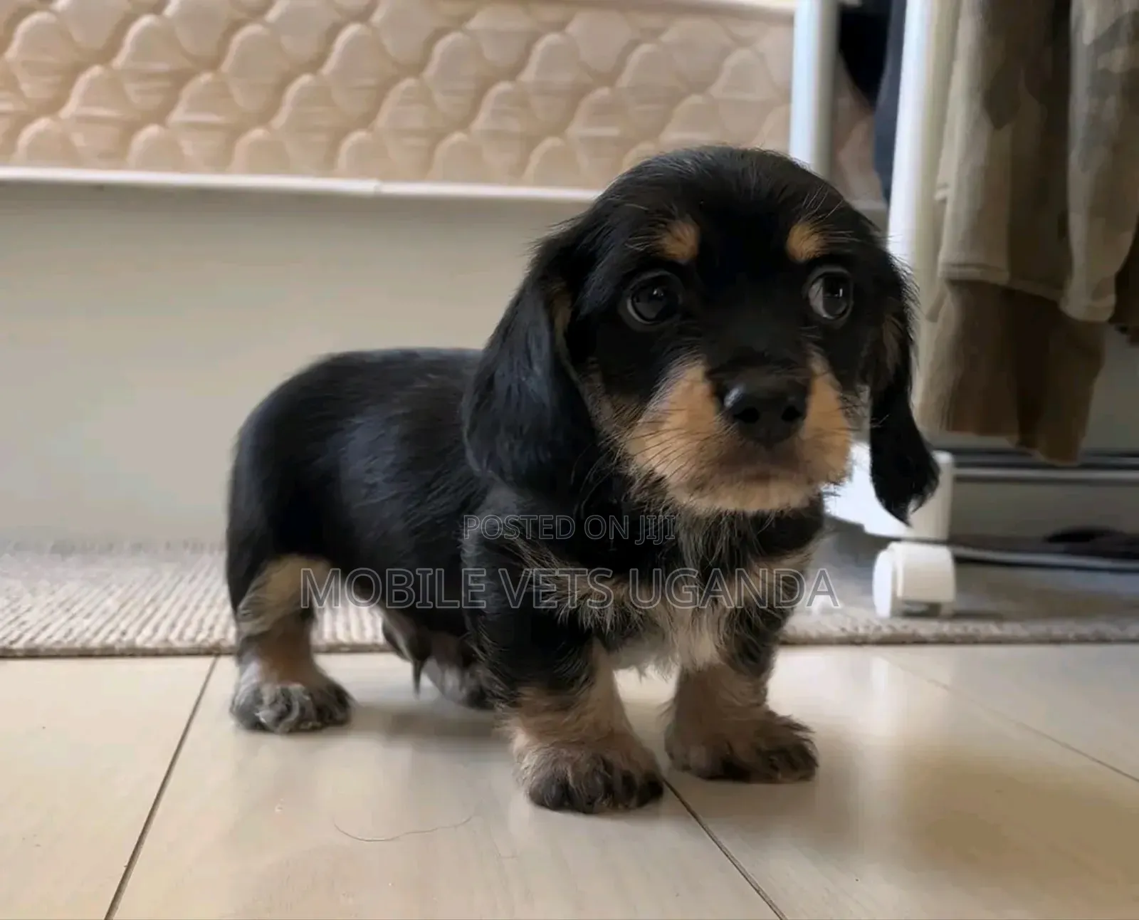 0-1 month Male Purebred Dachshund