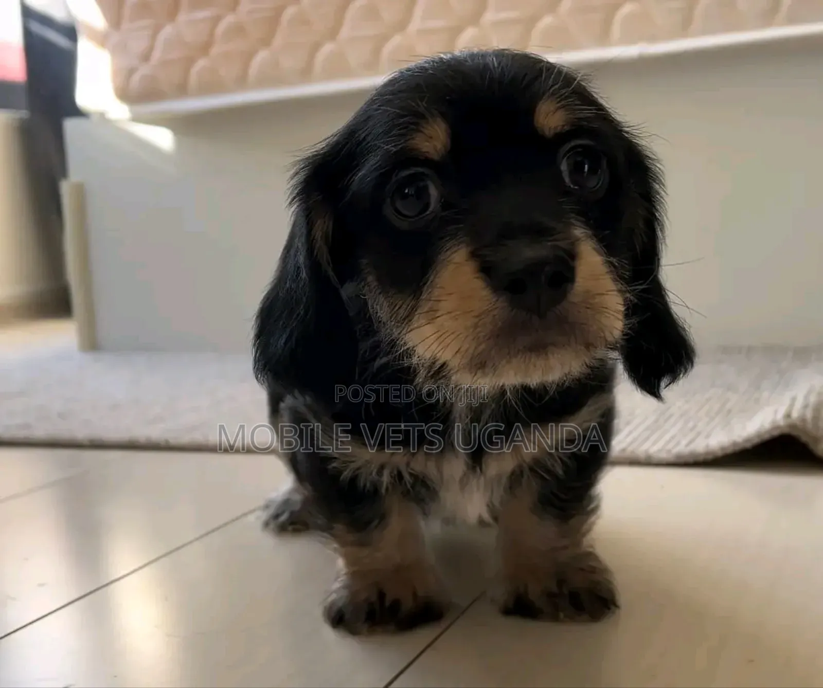 1-3 months Female Purebred Dachshund