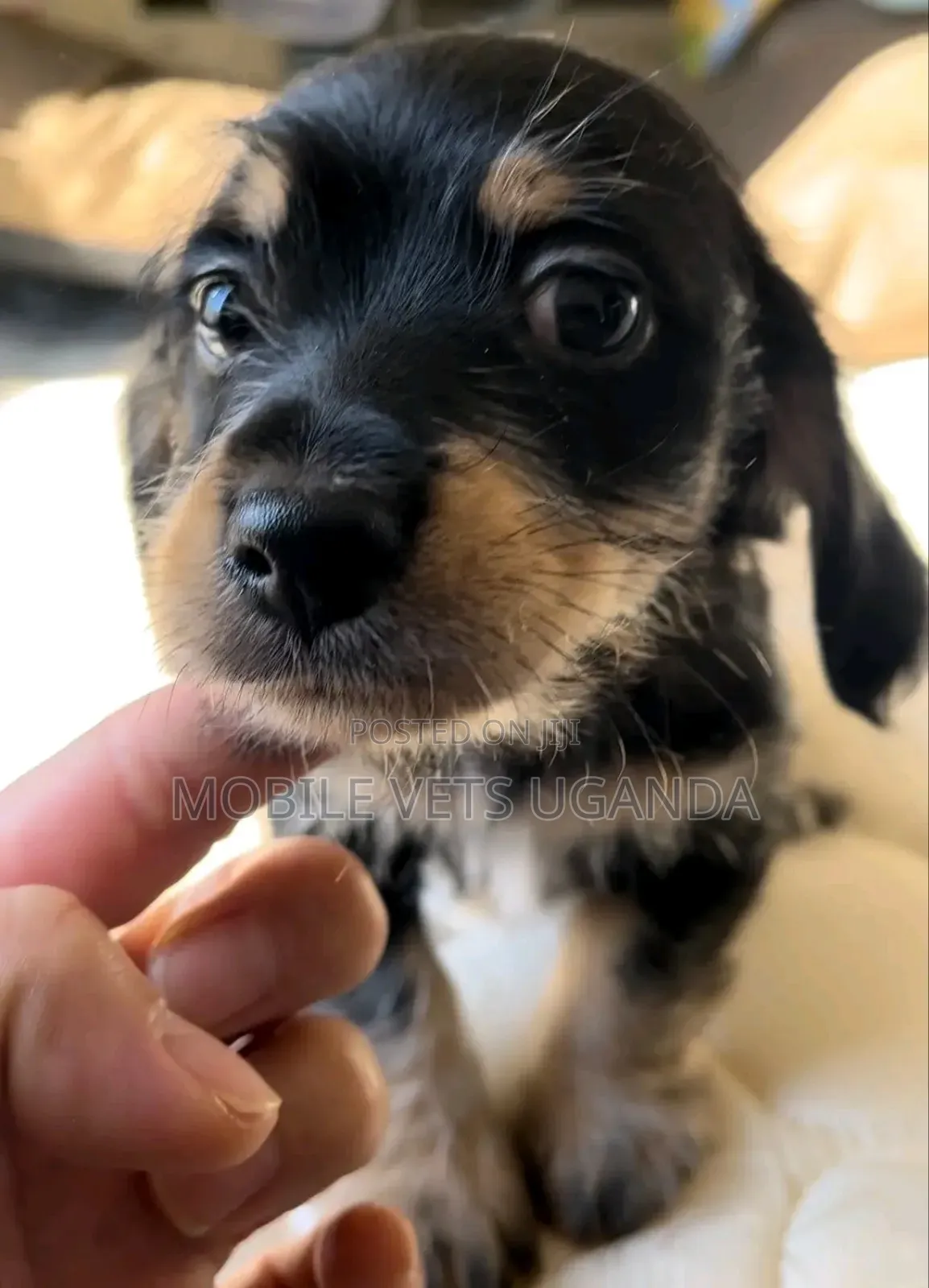 1-3 months Male Purebred Dachshund