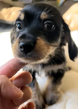 1-3 months Male Purebred Dachshund