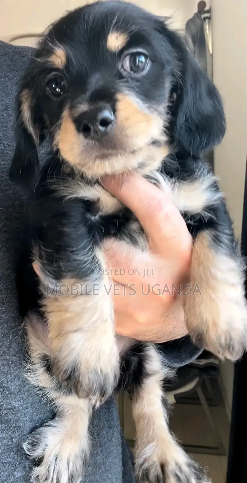 1-3 months Female Purebred Dachshund