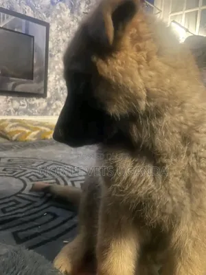 3-6 months Female Purebred German Shepherd