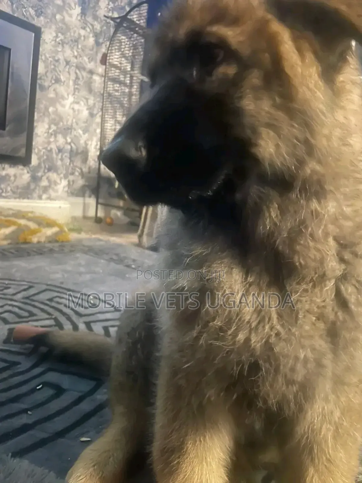 1-3 months Female Purebred German Shepherd