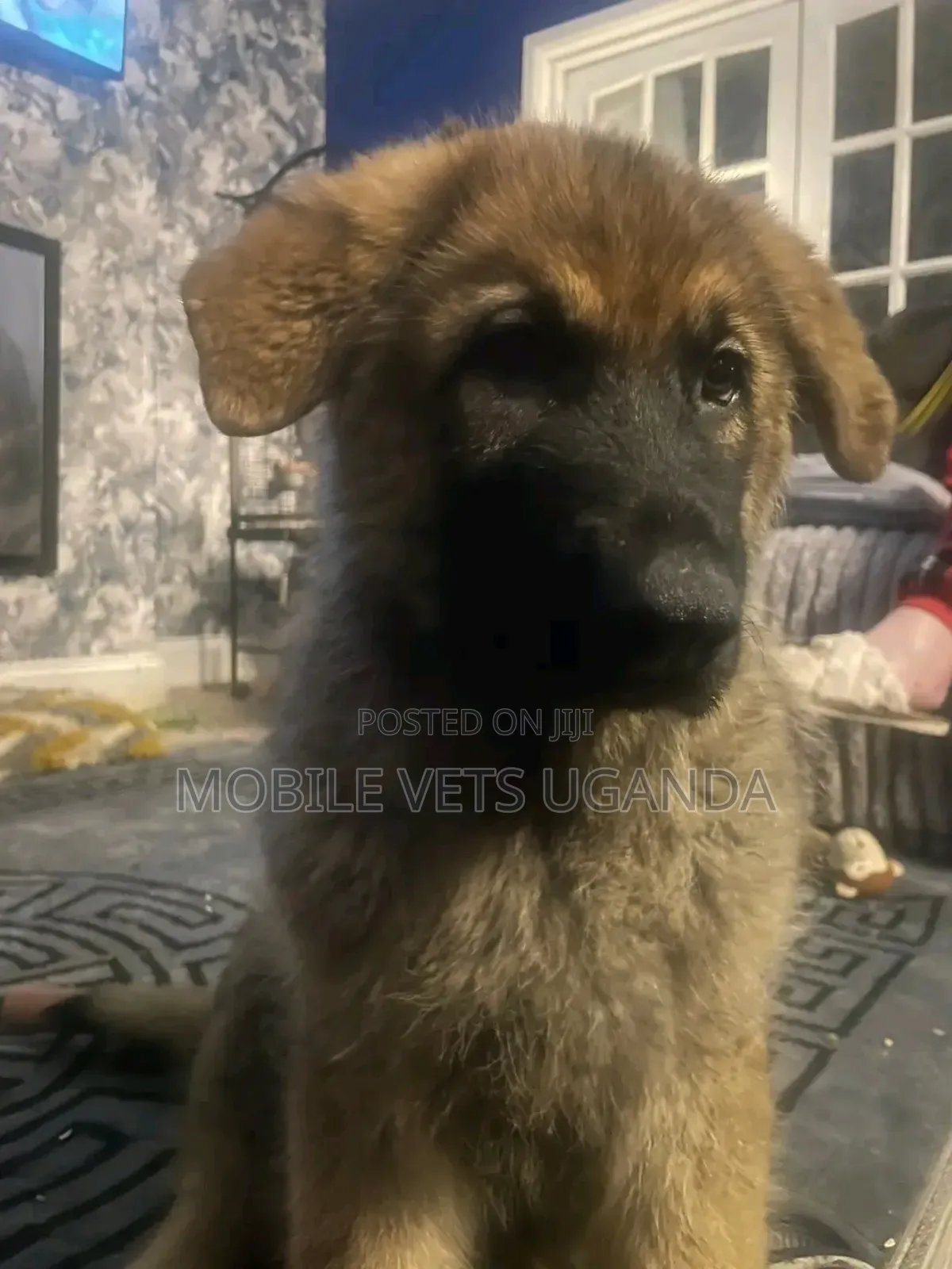 1-3 months Male Purebred German Shepherd