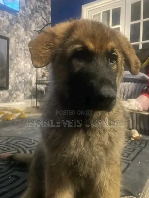 1-3 months Male Purebred German Shepherd