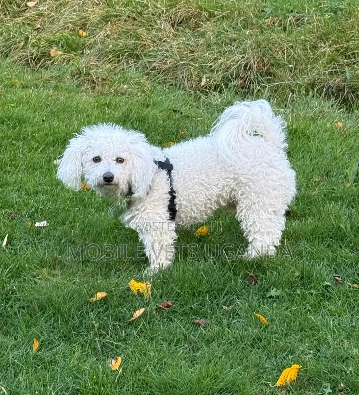 6-12 months Male Purebred Maltese