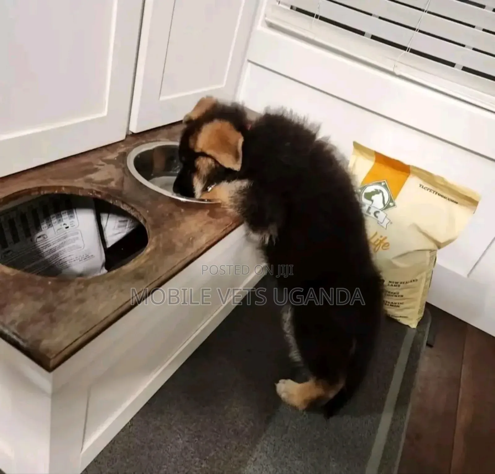 1-3 months Male Purebred German Shepherd