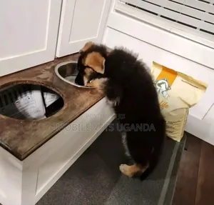 1-3 months Male Purebred German Shepherd