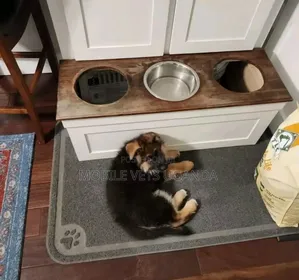0-1 month Female Purebred German Shepherd
