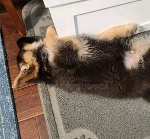 1-3 months Male Purebred German Shepherd