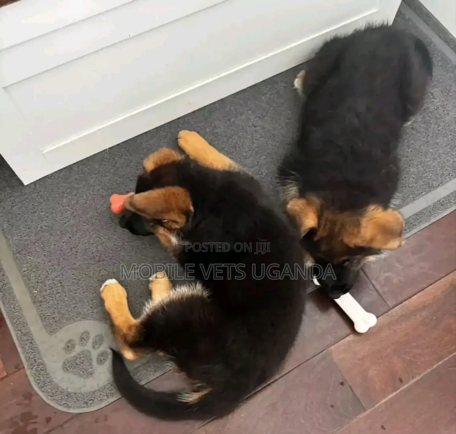 1-3 months Male Purebred German Shepherd