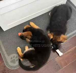 1-3 months Male Purebred German Shepherd