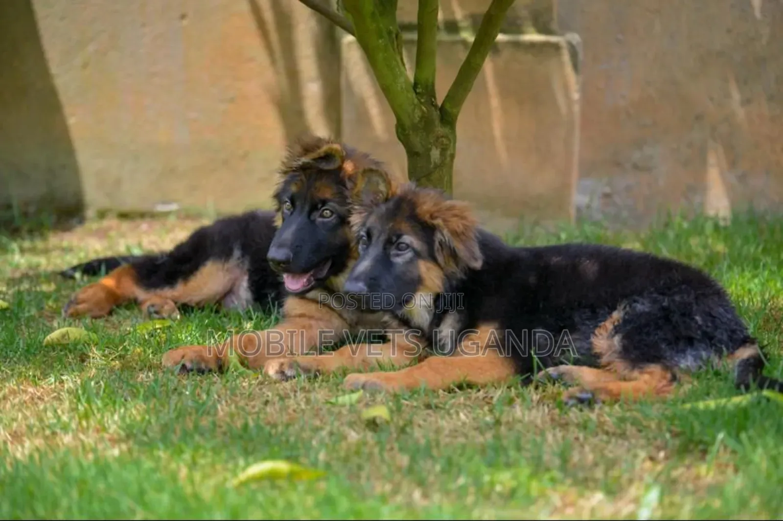 1-3 months Male Purebred German Shepherd