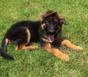 3-6 months Female Purebred German Shepherd