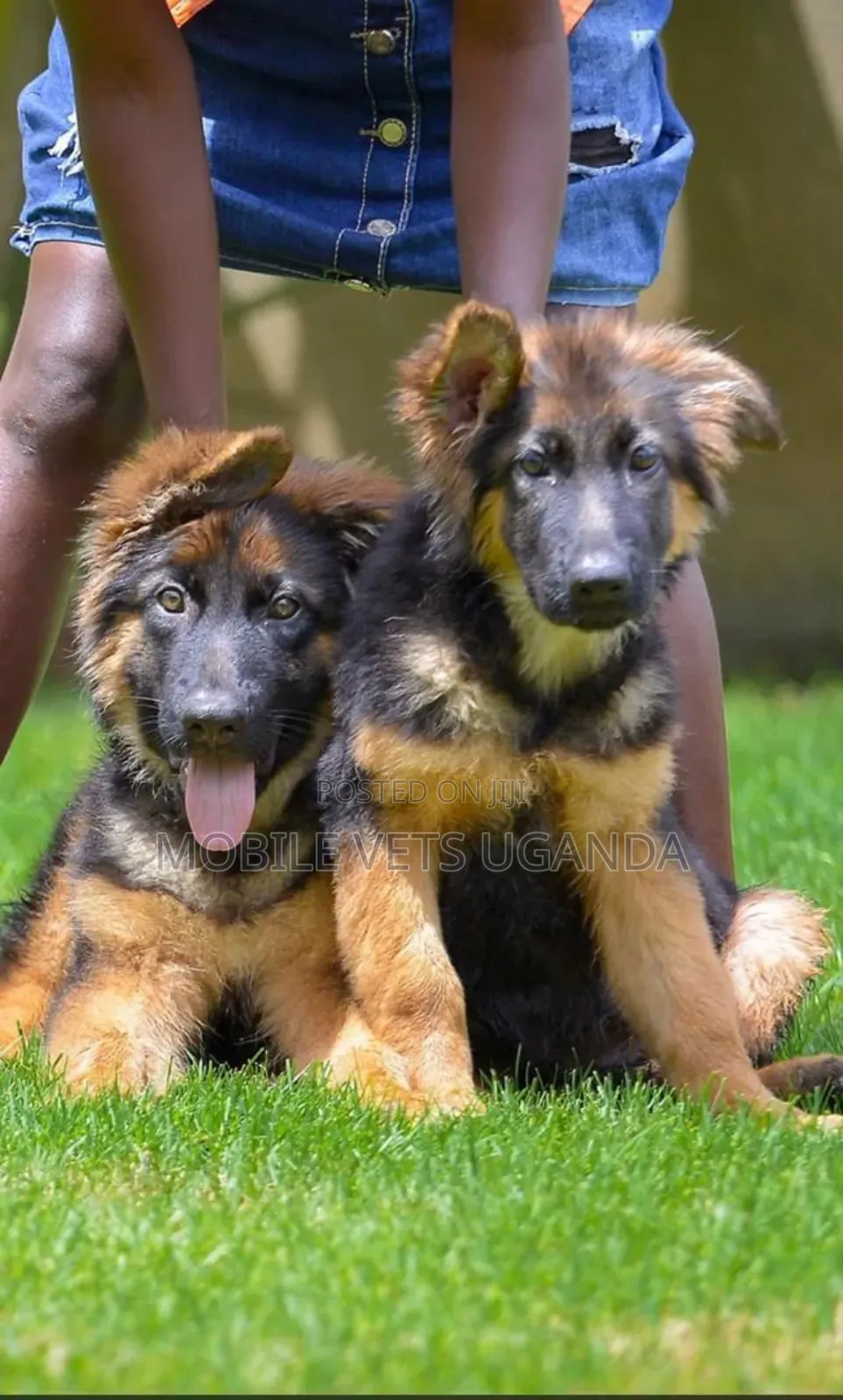 3-6 months Female Purebred German Shepherd