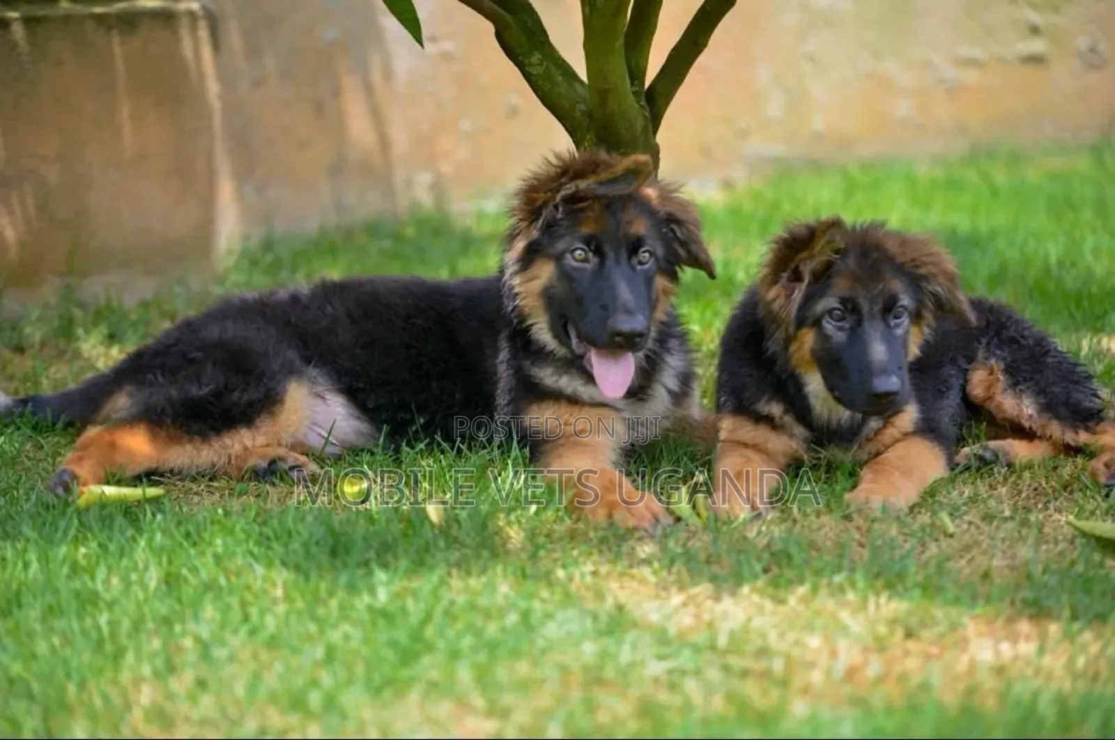 1-3 months Male Purebred German Shepherd