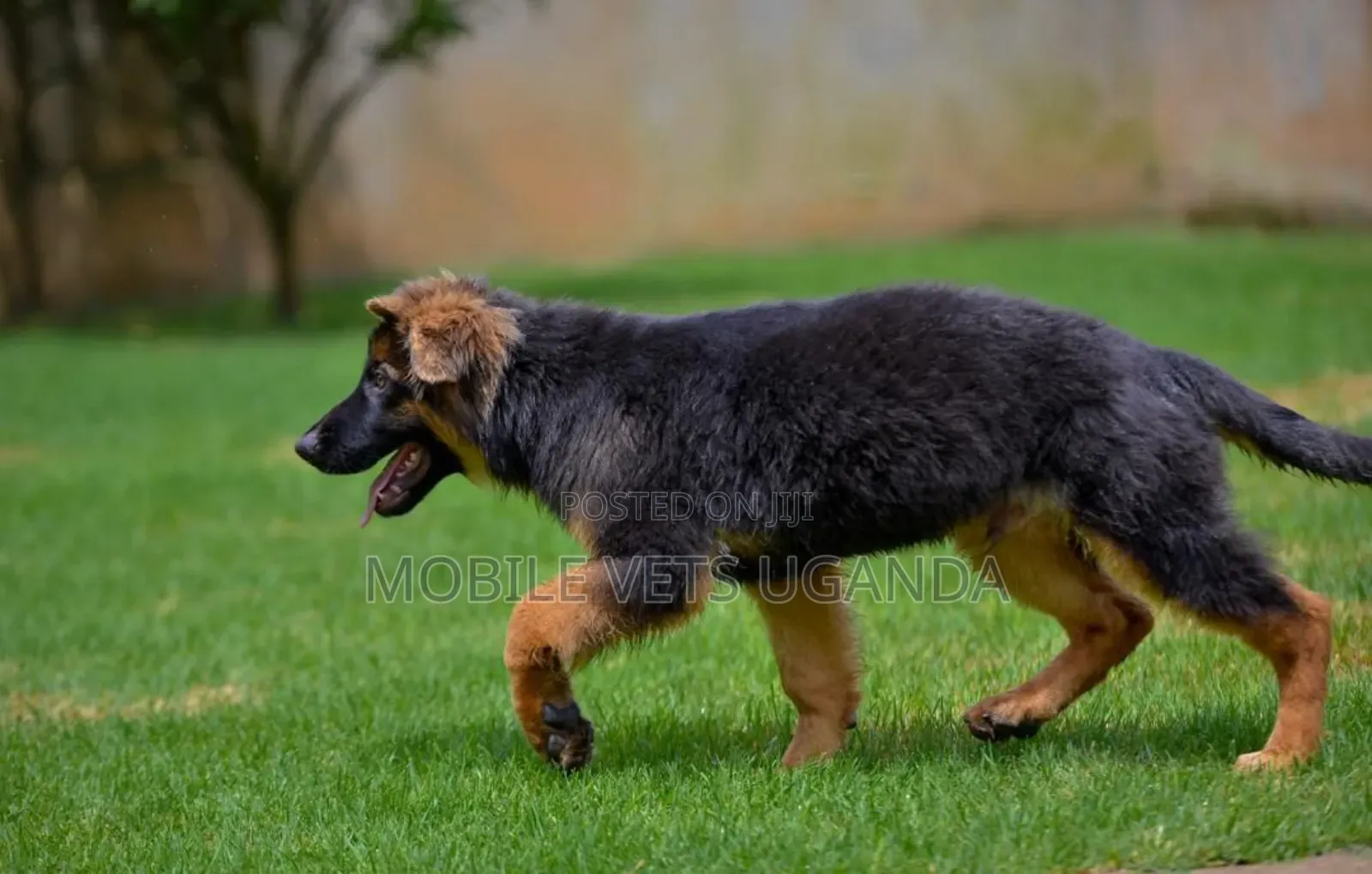 3-6 months Male Purebred German Shepherd